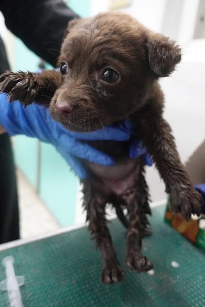 【待認養】混種犬 狗 (未知) - 宜蘭縣流浪動物中途之家