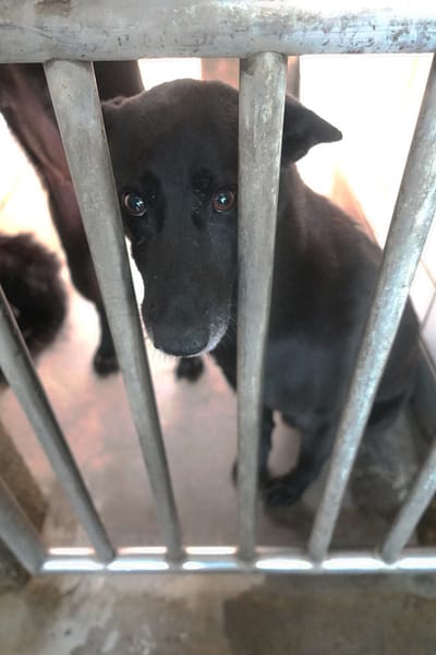 【待認養】混種犬 狗 (女生) - 宜蘭縣流浪動物中途之家