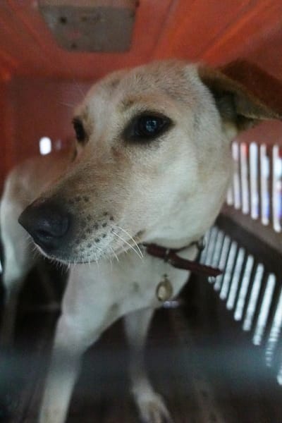 【待認養】混種犬 狗 (女生) - 宜蘭縣流浪動物中途之家