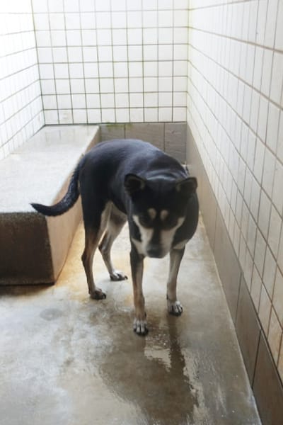 【待認養】混種犬 狗 (女生) - 宜蘭縣流浪動物中途之家