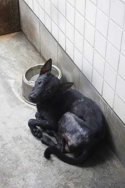 【待認養】混種犬 狗 (女生) - 宜蘭縣流浪動物中途之家
