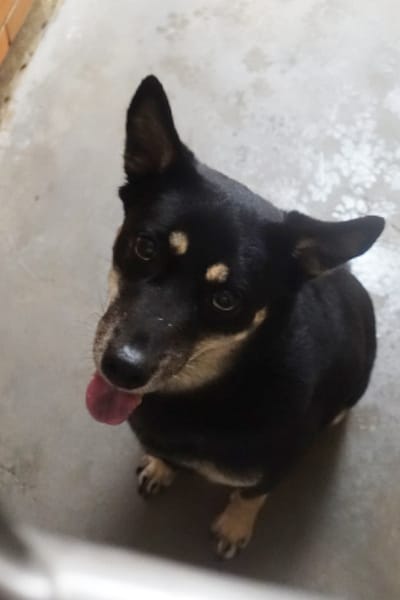 【待認養】混種犬 狗 (女生) - 宜蘭縣流浪動物中途之家