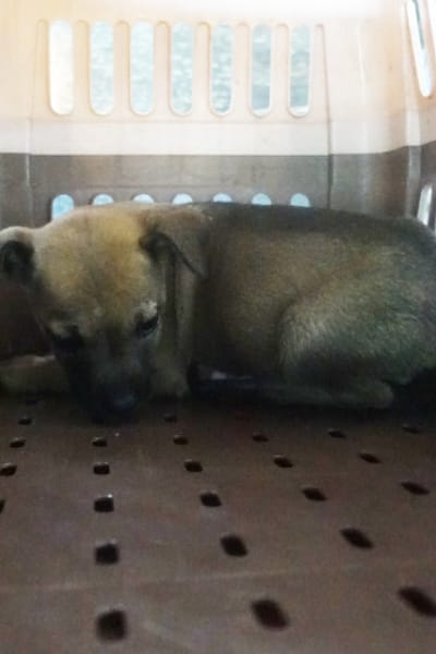 【待認養】混種犬 狗 (未知) - 宜蘭縣流浪動物中途之家