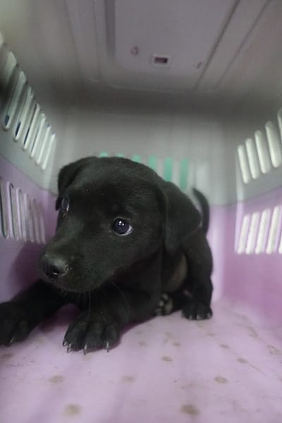 【待認養】混種犬 狗 (女生) - 宜蘭縣流浪動物中途之家