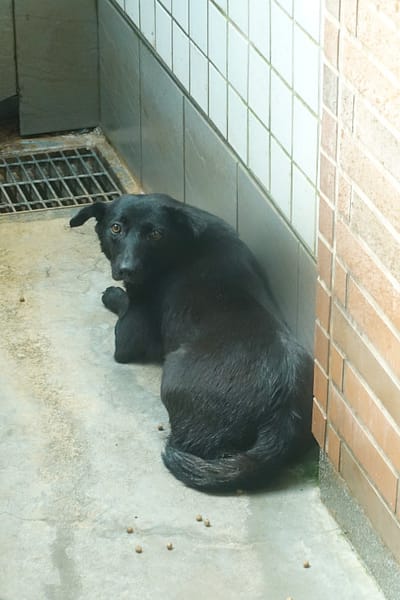 【待認養】混種犬 狗 (女生) - 宜蘭縣流浪動物中途之家