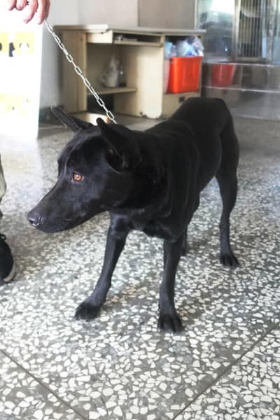 【待認養】混種犬 狗 (女生) - 宜蘭縣流浪動物中途之家