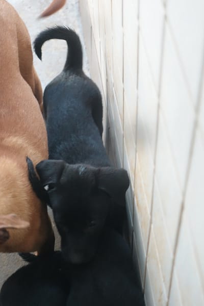 【待認養】混種犬 狗 (未知) - 宜蘭縣流浪動物中途之家