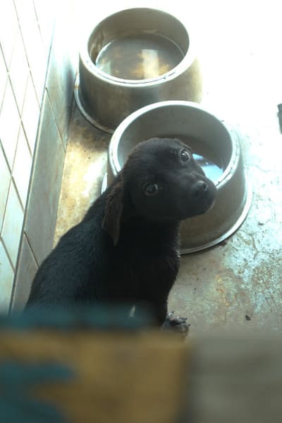 【待認養】混種犬 狗 (未知) - 宜蘭縣流浪動物中途之家