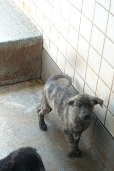 【待認養】混種犬 狗 (未知) - 宜蘭縣流浪動物中途之家