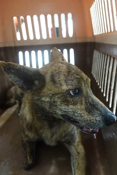 【待認養】混種犬 狗 (男生) - 宜蘭縣流浪動物中途之家