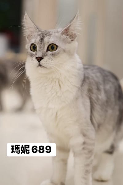 【待認養】緬因貓 貓 (女生) - 桃園市動物保護教育園區