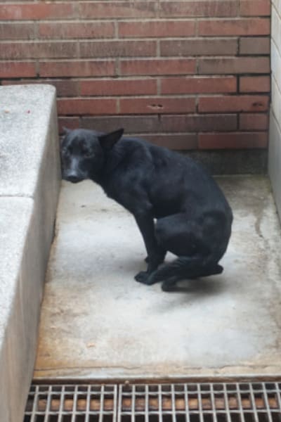 【待認養】混種犬 狗 (男生) - 宜蘭縣流浪動物中途之家