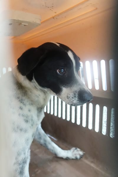 【待認養】混種犬 狗 (男生) - 宜蘭縣流浪動物中途之家