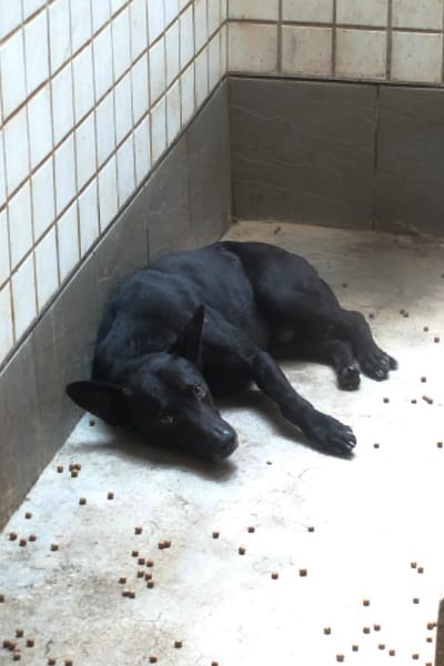 【待認養】混種犬 狗 (男生) - 宜蘭縣流浪動物中途之家