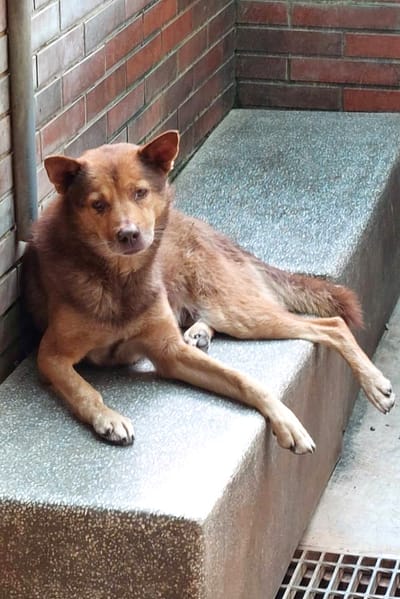 【待認養】混種犬 狗 (男生) - 宜蘭縣流浪動物中途之家