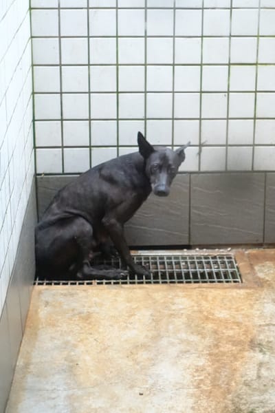 【待認養】混種犬 狗 (女生) - 宜蘭縣流浪動物中途之家