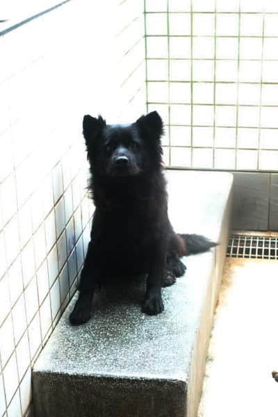 【待認養】混種犬 狗 (女生) - 宜蘭縣流浪動物中途之家
