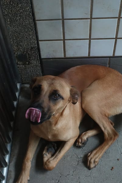 【待認養】混種犬 狗 (男生) - 宜蘭縣流浪動物中途之家