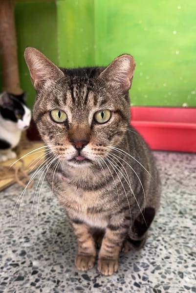 【待認養】混種貓 貓 (男生) - 苗栗縣動物保護教育園區