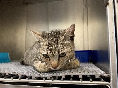 【待認養】混種貓 貓 (女生) - 桃園市動物保護教育園區