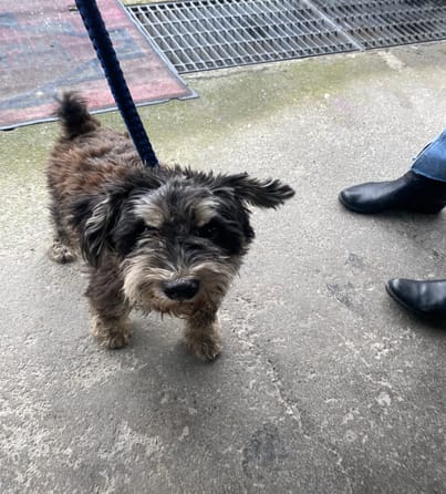 【待認養】迷你雪納瑞 狗 (男生) - 新北市板橋區公立動物之家