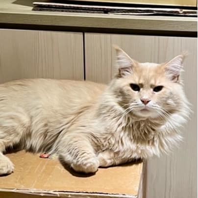 【急尋】緬因貓 - 新北市板橋區環河西路五段159號 (奶橘色)