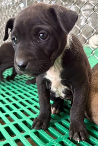 【待認養】混種犬 狗 (女生) - 臺東縣動物收容中心