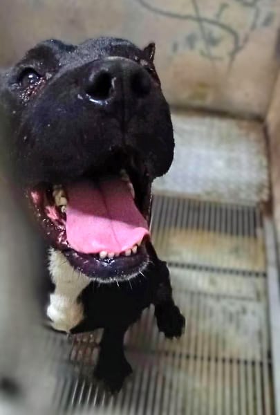 【待認養】混種犬 狗 (女生) - 新竹縣動物保護教育園區