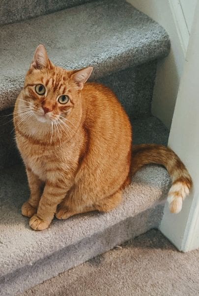 毛毛聚落寵物美容旅館