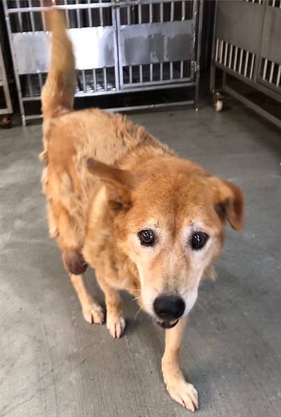 【待認養】混種犬 狗 (女生) - 新北市板橋區公立動物之家