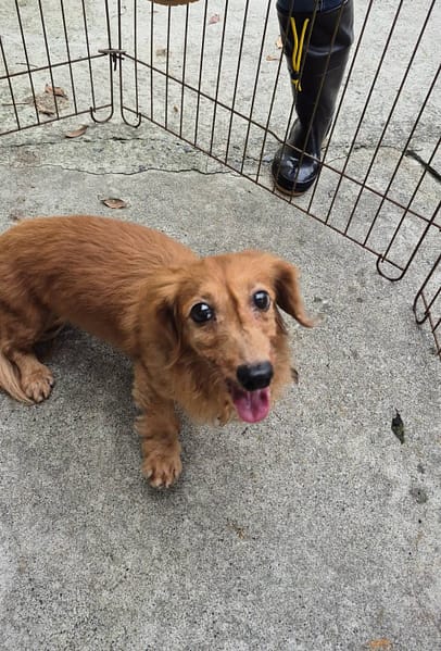【待認養】臘腸犬 狗 (女生) - 新北市八里區公立動物之家