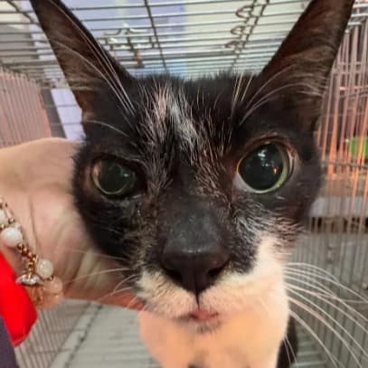 【待認養】混種貓 貓 (男生) - 新北市五股區公立動物之家