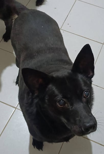 【待認養】混種犬 狗 (女生) - 新北市新店區公立動物之家