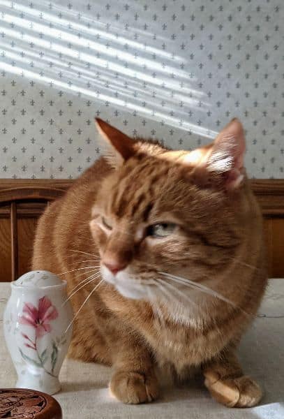 奧斯卡寵物股份有限公司萬丹分公司