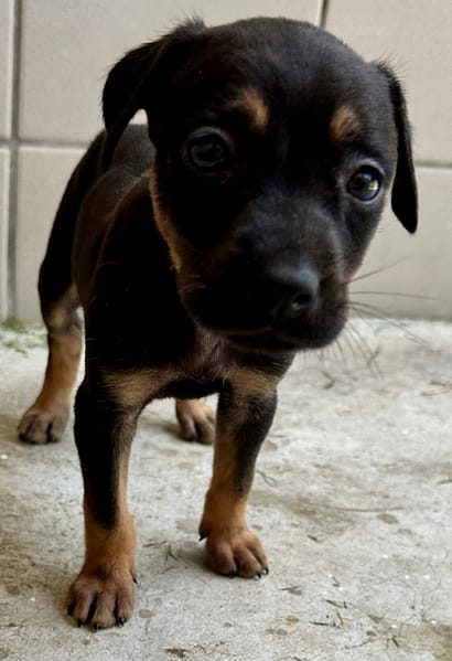 【待認養】混種犬 狗 (男生) - 花蓮縣狗貓躍動園區