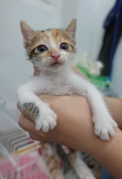 【待認養】混種貓 貓 (女生) - 宜蘭縣流浪動物中途之家