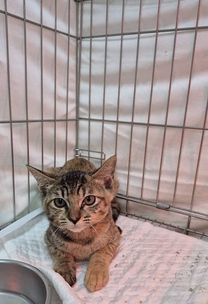 【待認養】混種貓 貓 (女生) - 新北市八里區公立動物之家
