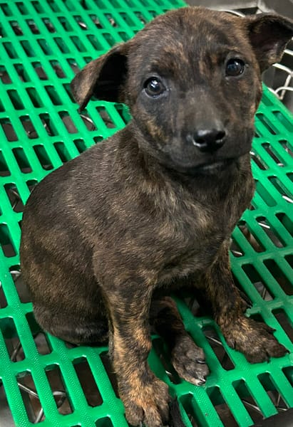 【待認養】混種犬 狗 (女生) - 臺東縣動物收容中心