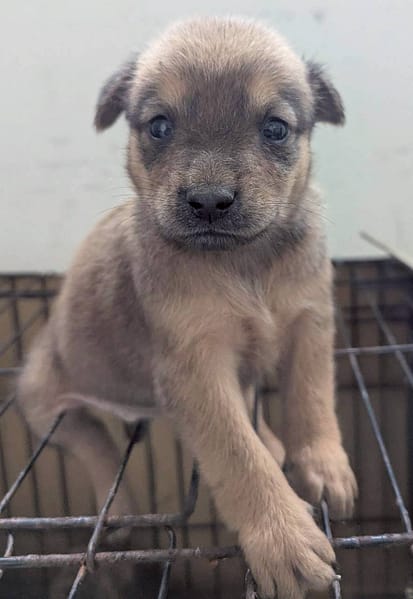【待認養】混種犬 狗 (男生) - 花蓮縣狗貓躍動園區