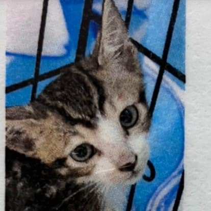 【待認養】混種貓 貓 (男生) - 新北市新店區公立動物之家