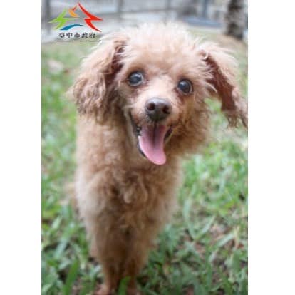 【待認養】貴賓犬 狗 (女生) - 臺中市動物之家后里園區