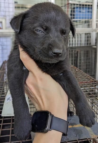 【待認養】混種犬 狗 (女生) - 花蓮縣狗貓躍動園區