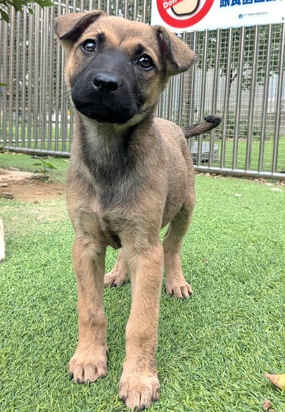 【待認養】混種犬 狗 (女生) - 新竹縣動物保護教育園區