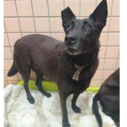 【待認養】混種犬 狗 (女生) - 新北市淡水區公立動物之家