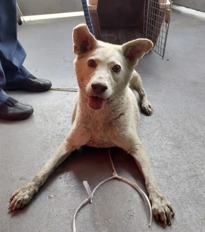 【待認養】混種犬 狗 (男生) - 新北市五股區公立動物之家