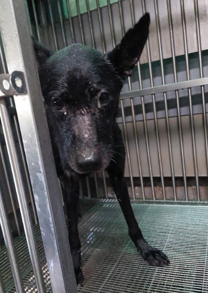 【待認養】混種犬 狗 (男生) - 新北市五股區公立動物之家