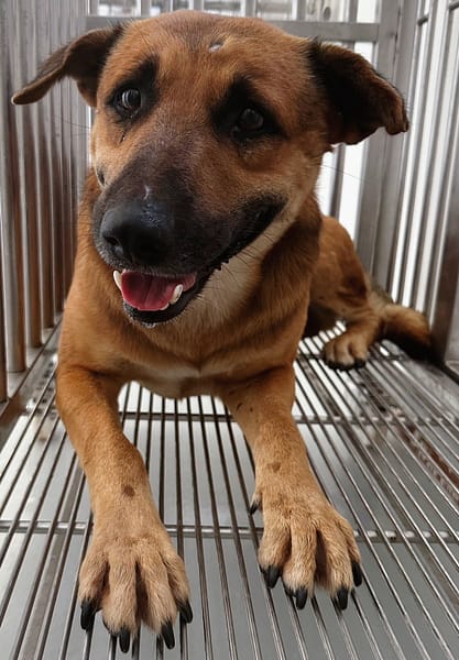 【待認養】混種犬 狗 (男生) - 花蓮縣狗貓躍動園區