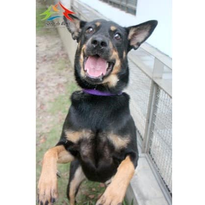 【待認養】混種犬 狗 (女生) - 臺中市動物之家后里園區