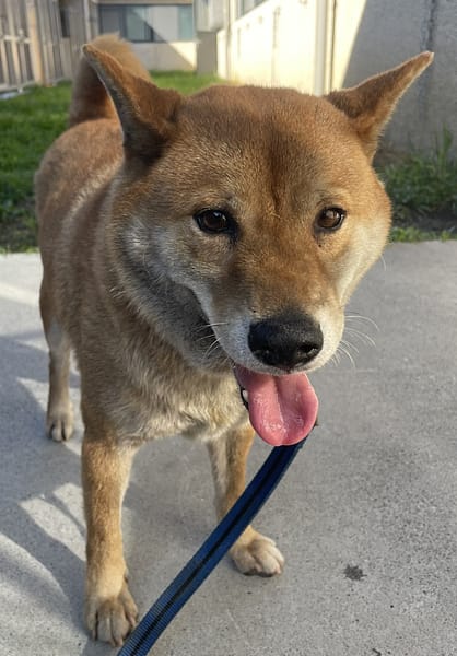 【待認養】混種犬 狗 (男生) - 花蓮縣狗貓躍動園區
