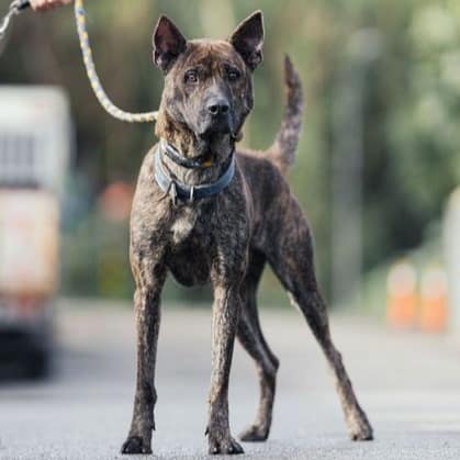 【待認養】混種犬 狗 (男生) - 新北市中和區公立動物之家
